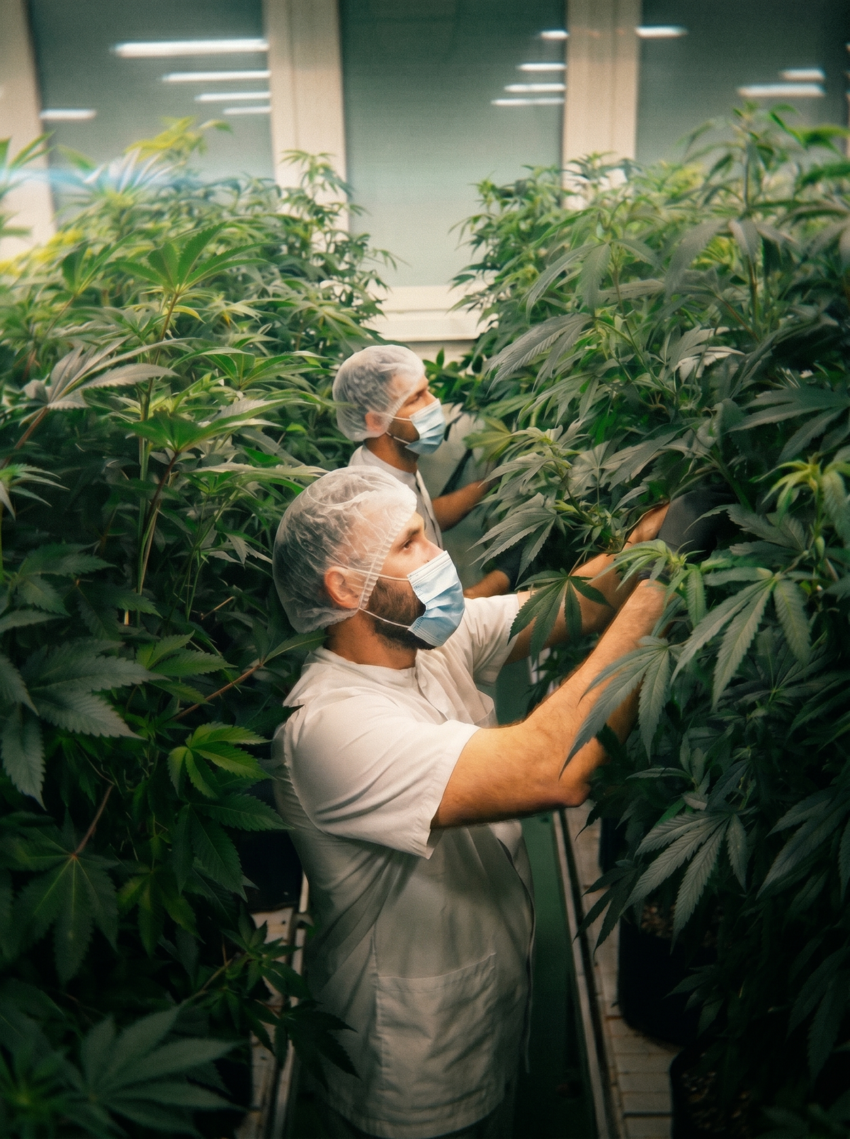 Indoor-grown Swiss CBD cultivation — controlled environment, 0% THC